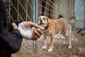 What Happens if a Dog Bites Someone on Your Property?
